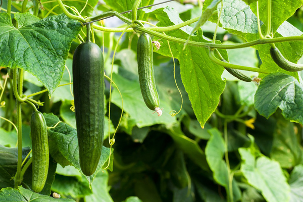 Seasonal Cucumber Guide: Benefits, Selection and Storage Recommendations