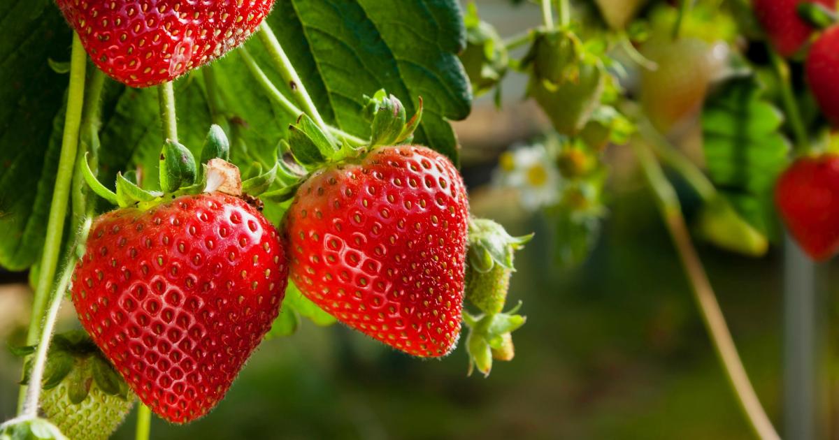 Seasonal Strawberry Guide: Benefits, Selection and Storage Recommendations