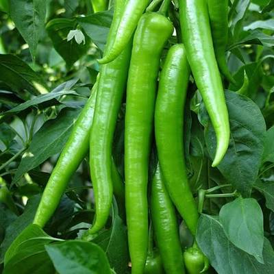 Seasonal Green Chili Pepper Guide: Benefits, Selection and Storage Recommendations