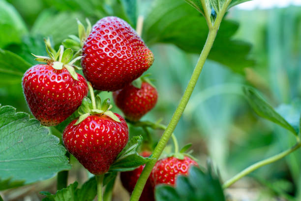Seasonal Strawberry Guide: Benefits, Selection and Storage Recommendations